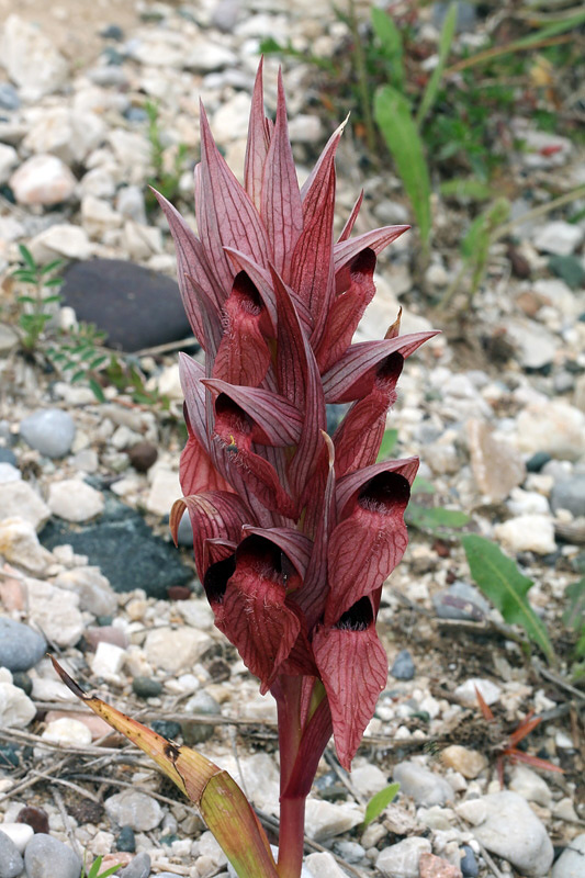 Serapias orientalis subsp. carica H.Baumann & Kunkele